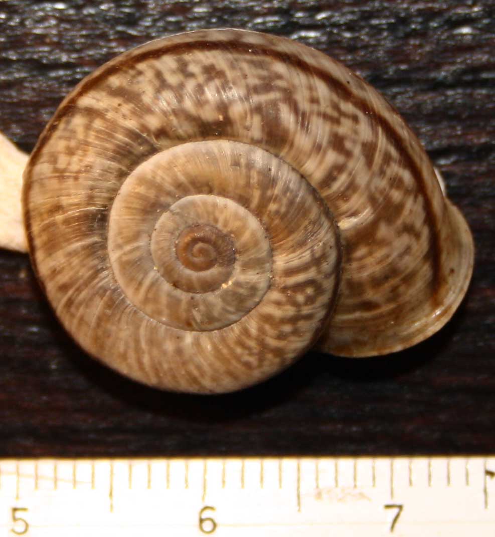 qualche Chilostoma del Monte Grappa